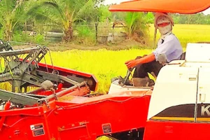 Cơ giới hóa đã thay thế sức lao động cho nông dân trồng lúa ở Tây Ninh.