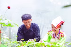 Chăm sóc sâm tại vườn dược liệu của Công ty sâm Pusilung Center (xã Bum Nưa, tỉnh Lai Châu).