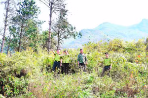 Cán bộ kiểm lâm Vườn quốc gia Hoàng Liên cùng thành viên Đội bảo vệ rừng tuần tra, kiểm soát, phòng chống cháy rừng.