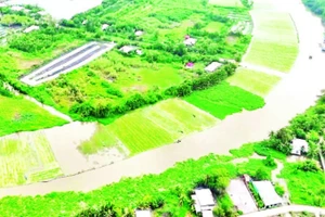 Màu xanh của các loại cây rau, trong đó có lục bình bên dòng sông Cái Lớn, đoạn qua TP Cần Thơ.