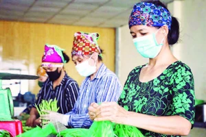 Sơ chế rau sạch tại HTX rau sạch Yên Dũng.