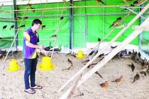 Anh Lưu Duy Đông, thôn Mý, xã Việt Lâm mạnh dạn xây dựng mô hình nuôi chim cảnh, thú rừng cho thu nhập cao.