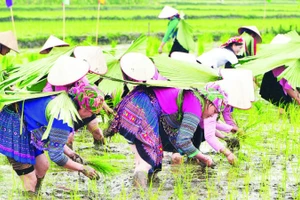 1. Đội thi của các thôn tham gia thi cấy.