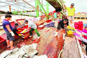 Ngư dân hối hả bốc dỡ hải sản lên bờ bán cho thương lái tại cảng cá chợ Cửa Việt.