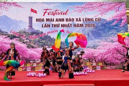 Xã Lũng Cú khai mạc Festival Hoa mai anh đào năm 2026.