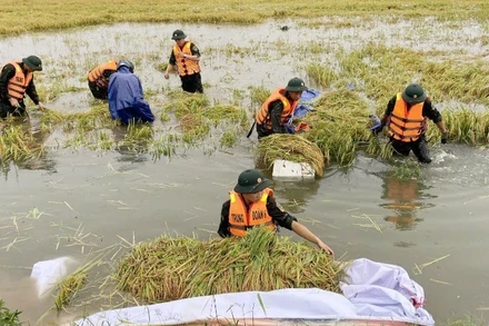 Gần 400 cán bộ, chiến sĩ quân đội giúp dân gặt lúa chạy lũ hôm 13/6. (Ảnh tư liệu)