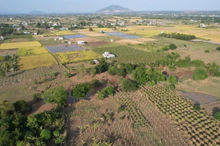 Diện tích sản xuất nông nghiệp tại khu phố Kim Bình (phường Hàm Thắng) bị hư do ngập lụt.