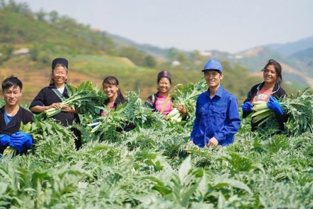 Công ty cổ phần Traphaco đã xây dựng được vùng trồng nguyên liệu cây Atiso tại Sa Pa (Lào Cai).