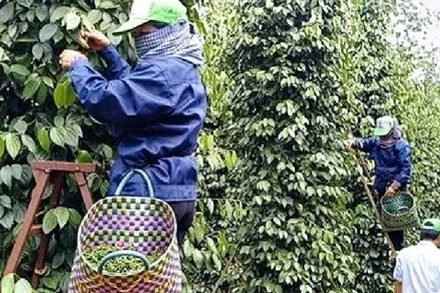 Thu hoạch hồ tiêu.