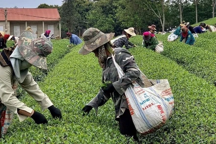 Vùng nguyên liệu chè liên kết với các hộ dân của Công ty Trách nhiệm hữu hạn Trà Thu Đan, xã Bình Thuận, tỉnh Sơn La.