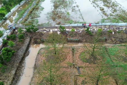 Vườn sầu riêng đã chết hoàn toàn do nước ngập nên ông Phạm Kim Trí phải xây dựng hàng rào kiên cố để tái đầu tư.