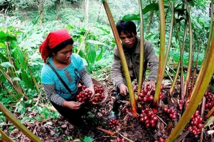 Đồng bào dân tộc La Hủ ở Lai Châu thu hoạch thảo quả.