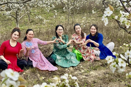 Vườn lê nở trắng ở xã biên giới Phố Bảng.