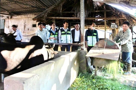 Người dân xã Quy Mông (Lào Cai) chủ động nguồn thức ăn xanh cho đàn gia súc trong mùa đông. (Ảnh NGUYỄN SÂM)