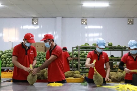 Công nhân đóng gói trái cây xuất khẩu tại Công ty Vina T&T Group. (Ảnh MINH ANH)