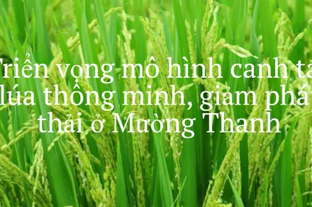 Triển vọng mô hình canh tác lúa thông minh, giảm phát thải ở Mường Thanh