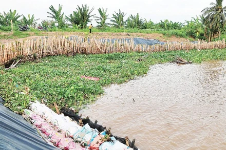Tuyến đê biển quốc gia qua ấp Giồng Bàn, xã Long Vĩnh bị sạt lở ở mức độ nguy hiểm.