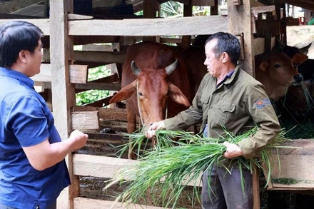 Gia đình ông Sùng A Dinh có thêm sinh kế sau khi được cấp bò giống sinh sản từ chương trình giảm nghèo.