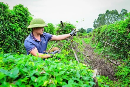 Gia đình anh Nguyễn Văn Điện ở thôn Lãn Tranh 1, xã Phúc Hòa, tỉnh Bắc Ninh đổi đời nhờ trồng sâm. (Ảnh: BẢO LONG)