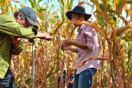 Hoạt động khoan lấy mẫu đất trồng cây lâu năm phục vụ nghiên cứu đề tài.