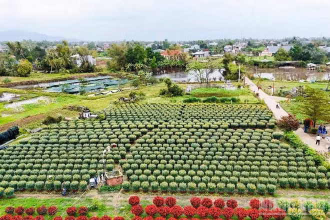 Một góc làng hoa Hà Đông nhìn từ trên cao.