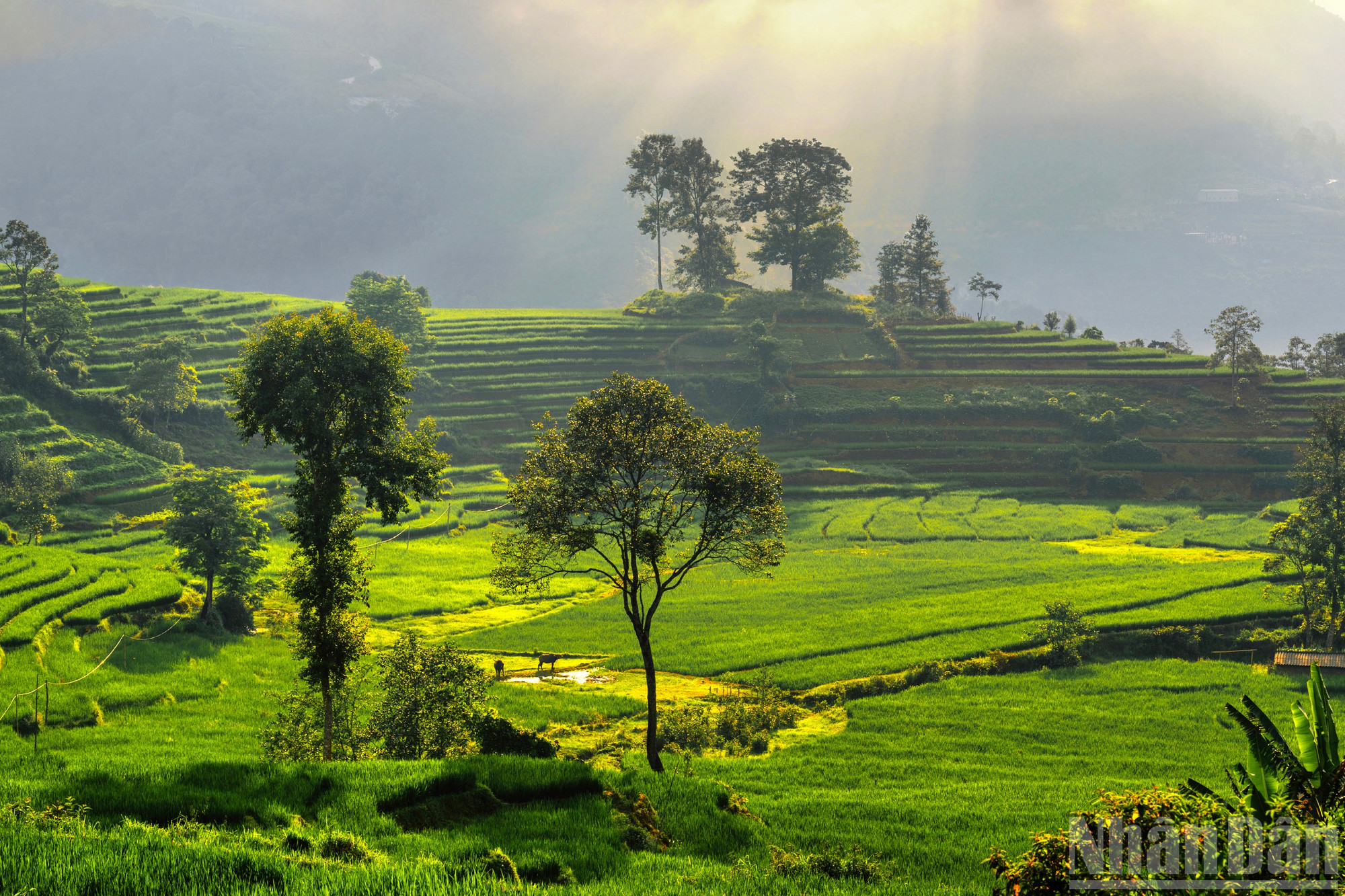 ndo_br_8-canh-ruong-mau-mo-o-y-ty-8313.jpg