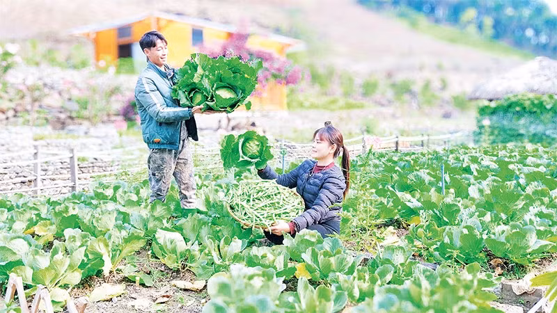 Những công việc hằng ngày của vợ chồng Hà Văn Sáng được quay bằng điện thoại và chia sẻ trên các nền tảng xã hội, đã tạo động lực cho nhiều thanh niên các dân tộc trong xã học và làm theo.