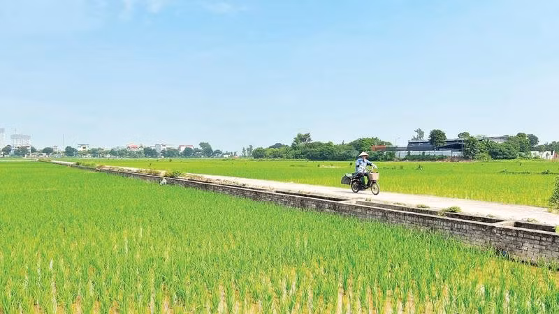  Lúa đã ấm rễ, vững cây trước mùa mưa 2026.