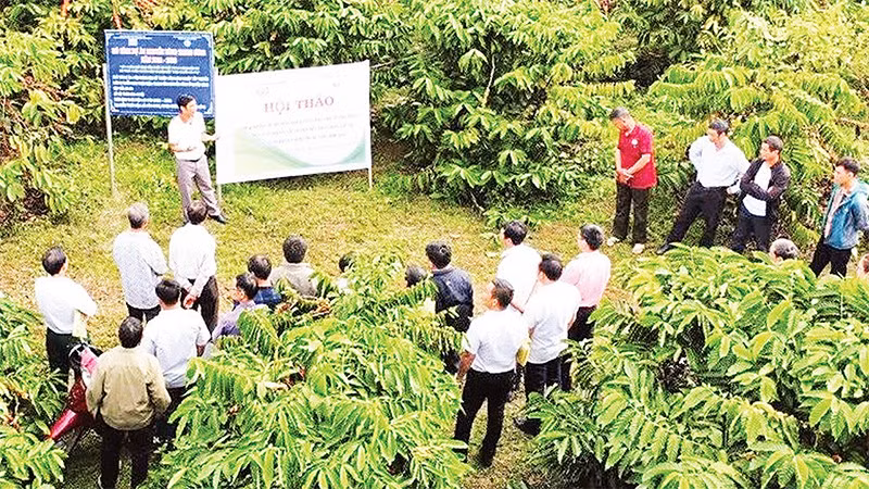 Trong giai đoạn 2021-2025, toàn tỉnh Lâm Đồng đã triển khai hơn 400 mô hình khuyến nông trong trồng trọt, chăn nuôi, thủy sản, thu hút hơn 3.500 hộ tham gia.