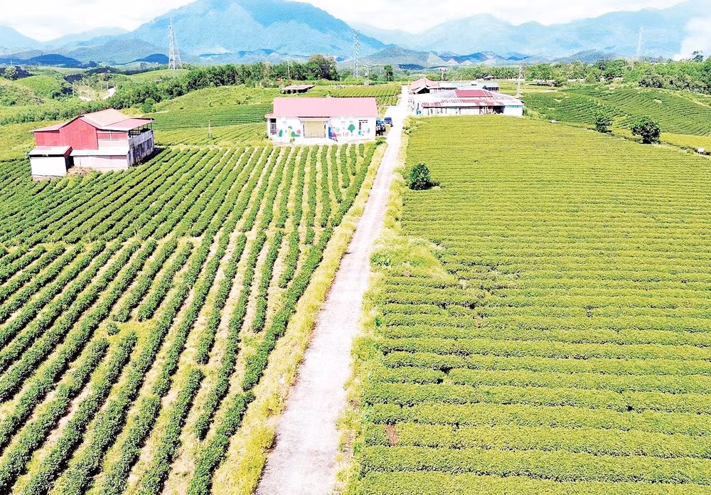 Vùng chè sản xuất tập trung tại xã Đường Hoa, tỉnh Quảng Ninh.