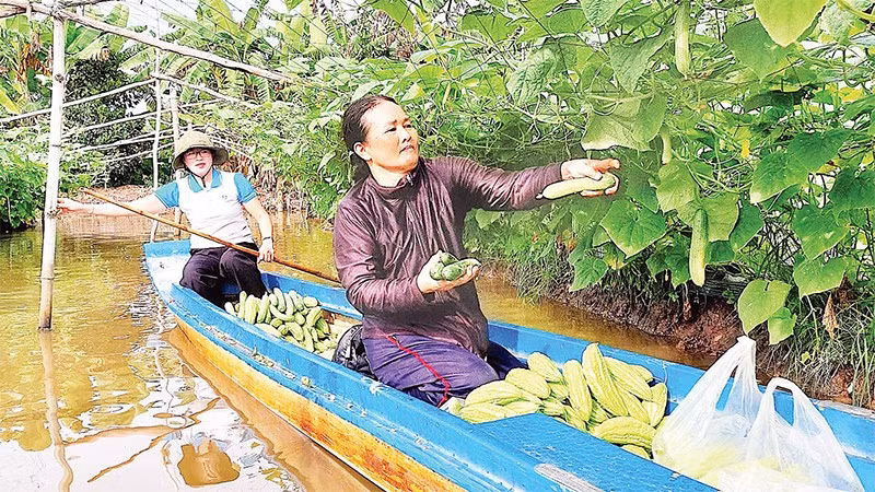 Từ nguồn vốn ban đầu, nhiều hộ dân vùng nông thôn Cà Mau mở rộng quy mô trồng trọt, chăn nuôi cho thu nhập ổn định.