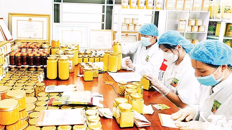 Thành viên Hợp tác xã Nông nghiệp Tân Thành (phường Bắc Kạn) đóng gói sản phẩm tinh bột nghệ. (Ảnh T .L)