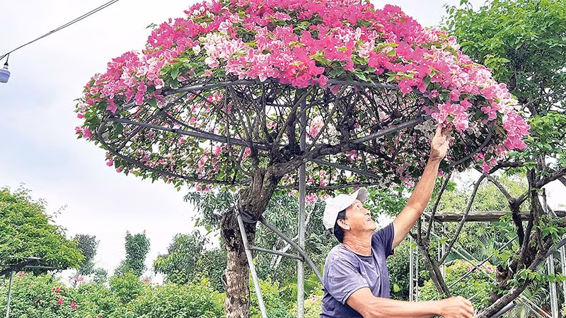 Gia đình ông Nguyễn Văn Màu (xã Hưng Khánh Trung, tỉnh Vĩnh Long) chuyển hướng sản xuất hoa giấy cổ thụ, hoa giấy hình nhà lục giác để đáp ứng nhu cầu người tiêu dùng.
