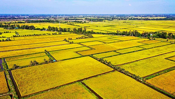 Triệu ha lúa – Gieo mầm xanh cho tương lai Đồng bằng sông Cửu Long