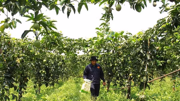 Mô hình trồng chanh leo ở Sơn La.