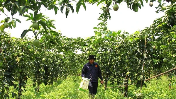 Mô hình trồng chanh leo ở Sơn La.