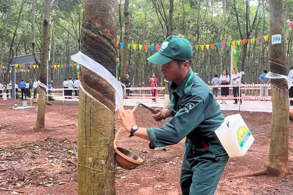 Công nhân thi khai thác mủ cao-su trên vườn cây tại nông trường Cẩm Đường Tổng Công ty Cao-su Đồng Nai.
