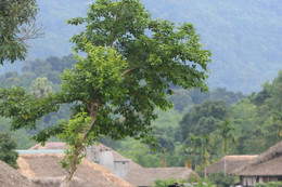 Tày