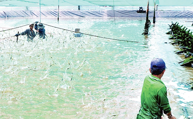 Thu hoạch tôm nuôi theo hình thức siêu thâm canh năng suất cao trên địa bàn huyện Ngọc Hiển, tỉnh Cà Mau. Ảnh: HỮU TÙNG
