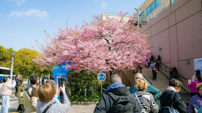 Du khách chiêm ngưỡng mùa hoa anh đào ở Tokyo, Nhật Bản.