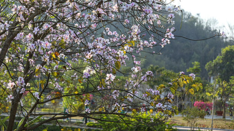 Hoa ban đua nở trên khắp các phố phường ở Điện Biên Phủ. (Ảnh: TTXVN)