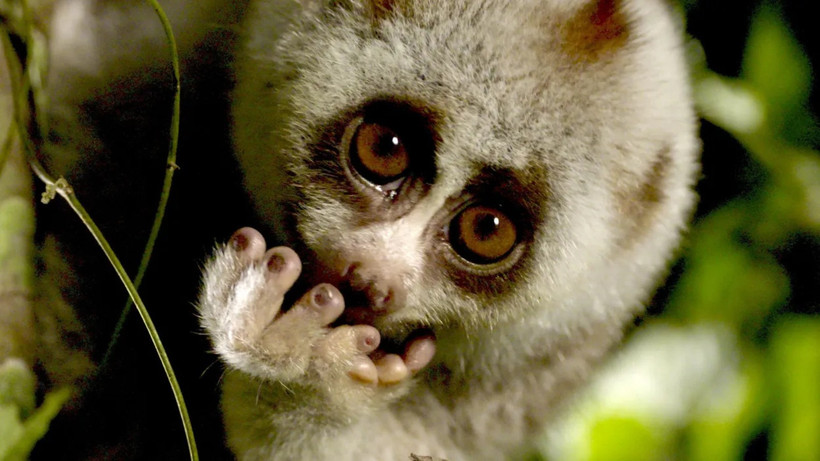 Theo RTBF, những khu vực được bảo vệ và khó tiếp cận là nơi sinh sống của các loài động vật quý hiếm bậc nhất thế giới. (Ảnh: RTBF)