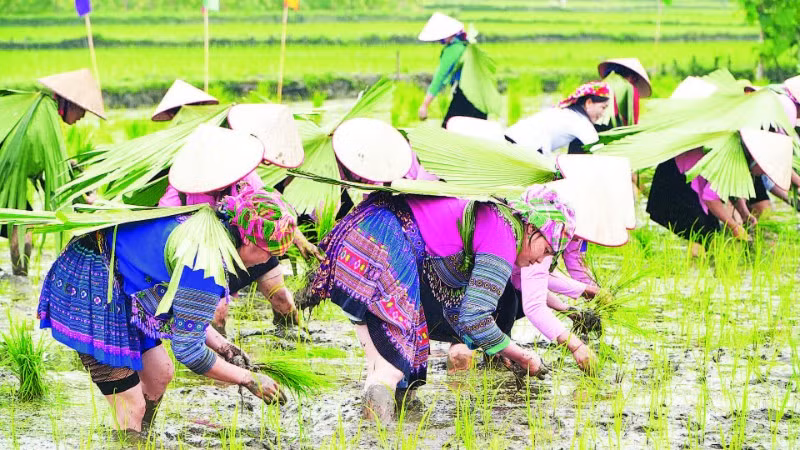 1. Đội thi của các thôn tham gia thi cấy.