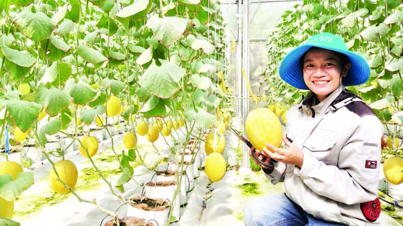 Chị Huỳnh Thị Tuyết Loan bên vườn dưa lưới công nghệ cao.