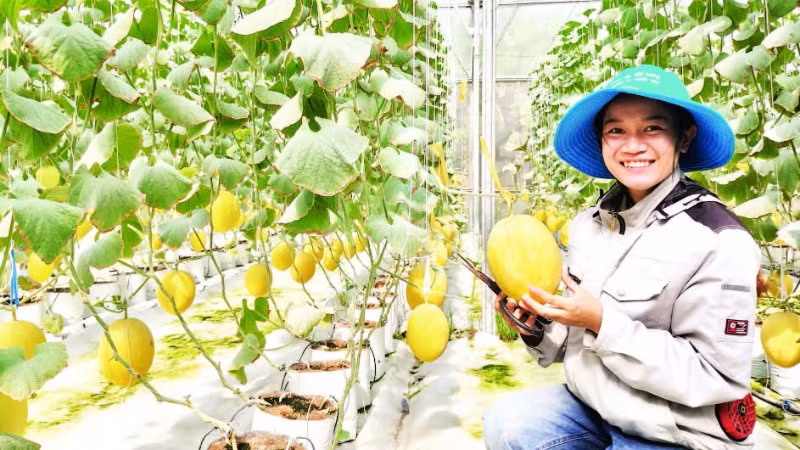 Chị Huỳnh Thị Tuyết Loan bên vườn dưa lưới công nghệ cao.