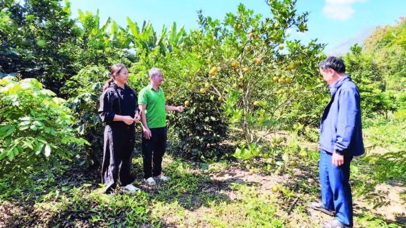 Nhờ nguồn vốn vay Ngân hàng Chính sách xã hội, xã Mường Ảng, tỉnh Điện Biên có hàng trăm nông dân thực hiện mô hình trồng cây ăn quả xen cà-phê, cho hiệu quả kinh tế.