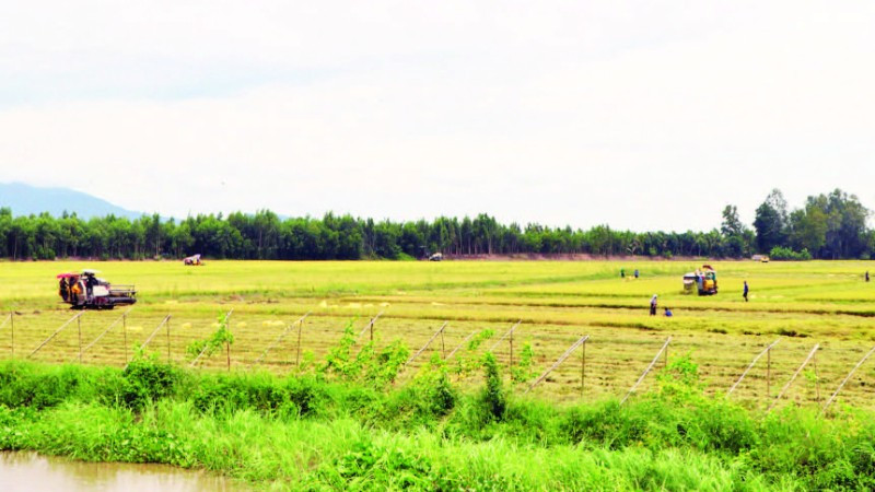 Nông dân xã Vĩnh Gia thu hoạch lúa.