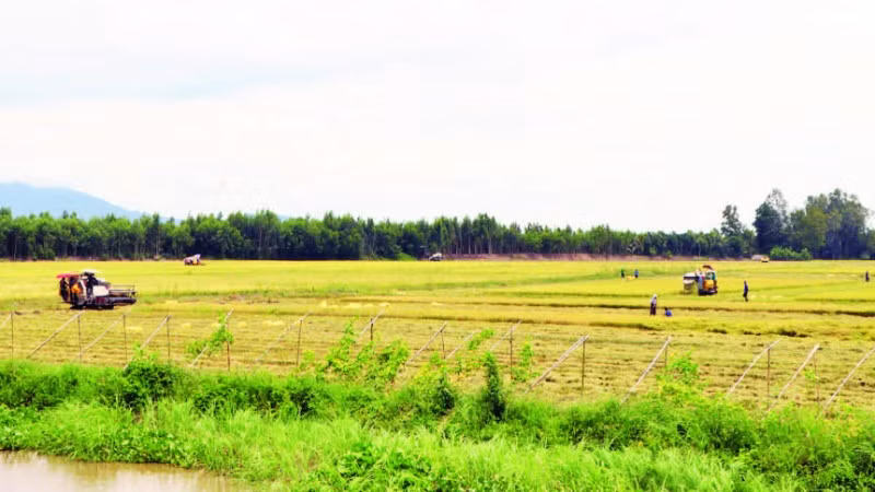 Nông dân xã Vĩnh Gia thu hoạch lúa.