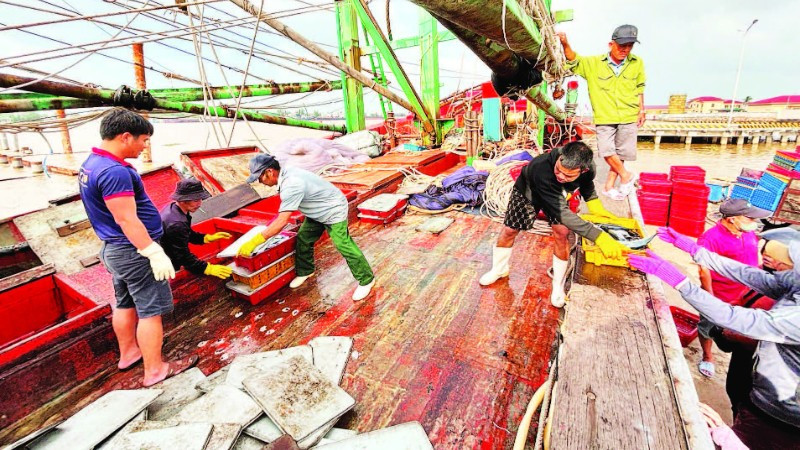 Ngư dân hối hả bốc dỡ hải sản lên bờ bán cho thương lái tại cảng cá chợ Cửa Việt.