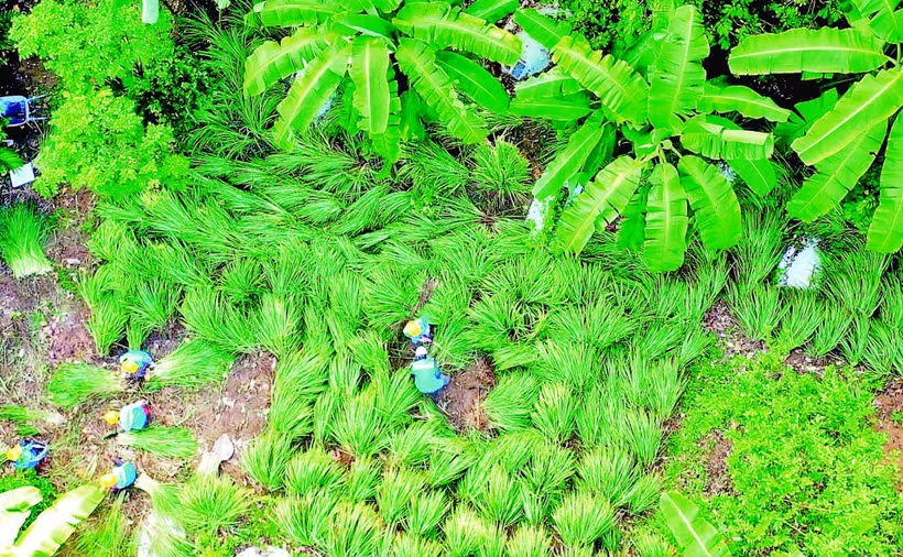 HTX thu hoạch sả chanh trong vườn dược liệu. (Ảnh HTX CUNG CẤP)